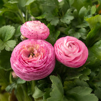 Ranunkel rosa (x10) - Bakker