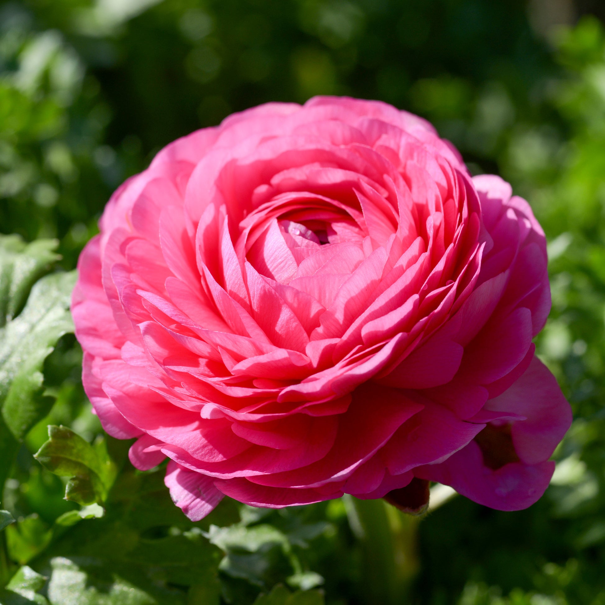 Ranunkel rosa (x10) - Ranunculus asiaticus Pink - Bakker