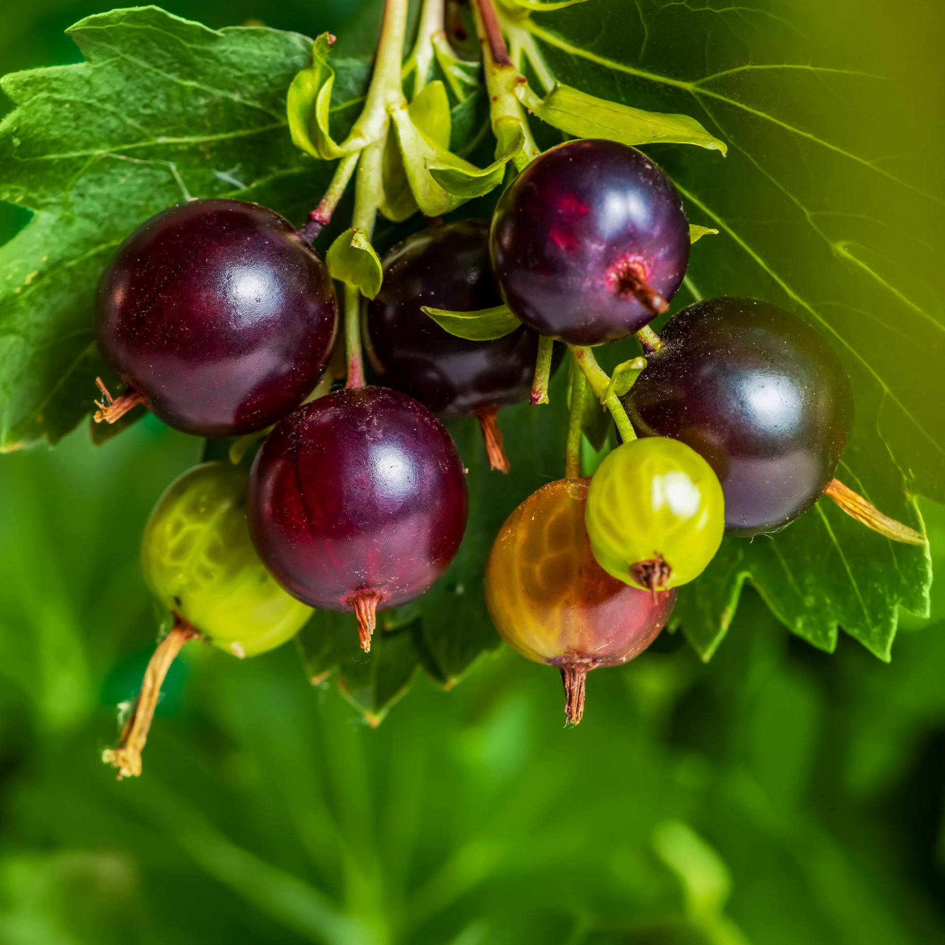 Schwarze Johannisbeeren - Jostabeere ‘Josta’ - Ribes nidigrolaria Josta