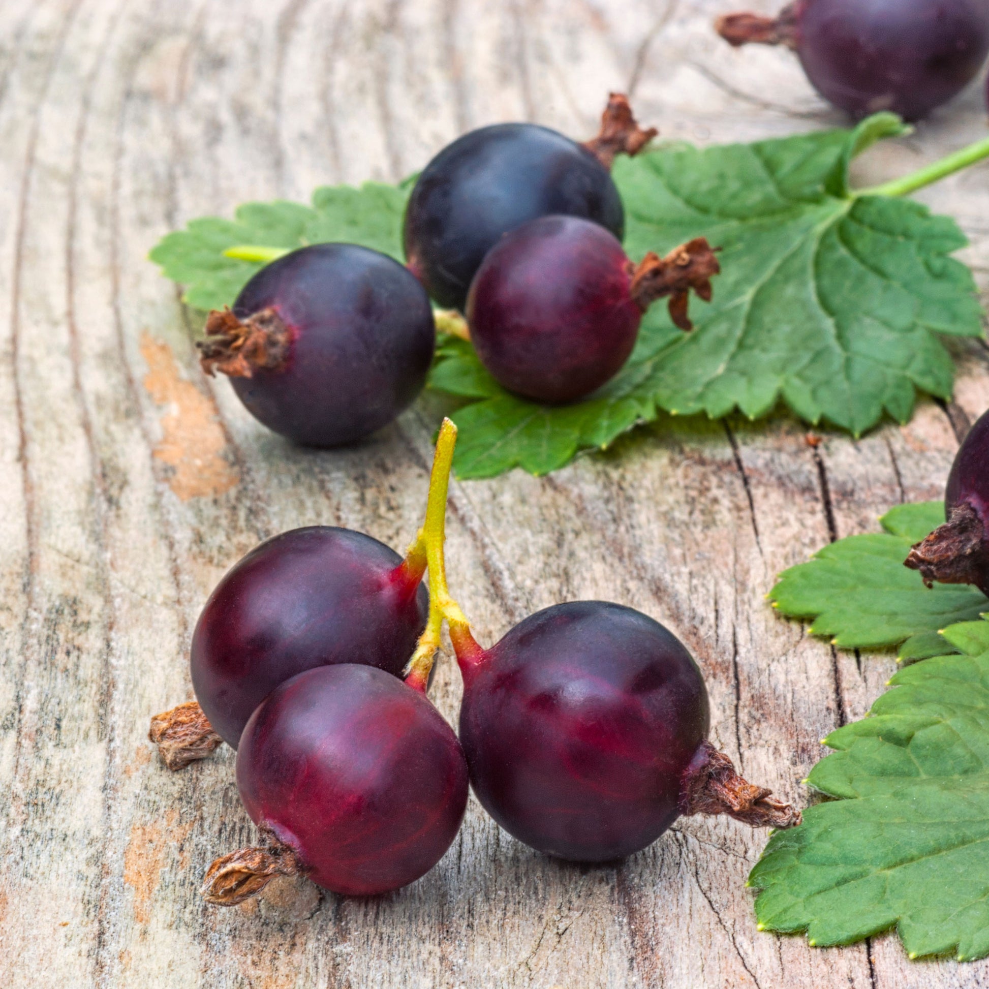 Verkauf Jostabeere ‘Josta’ - Ribes nidigrolaria Josta