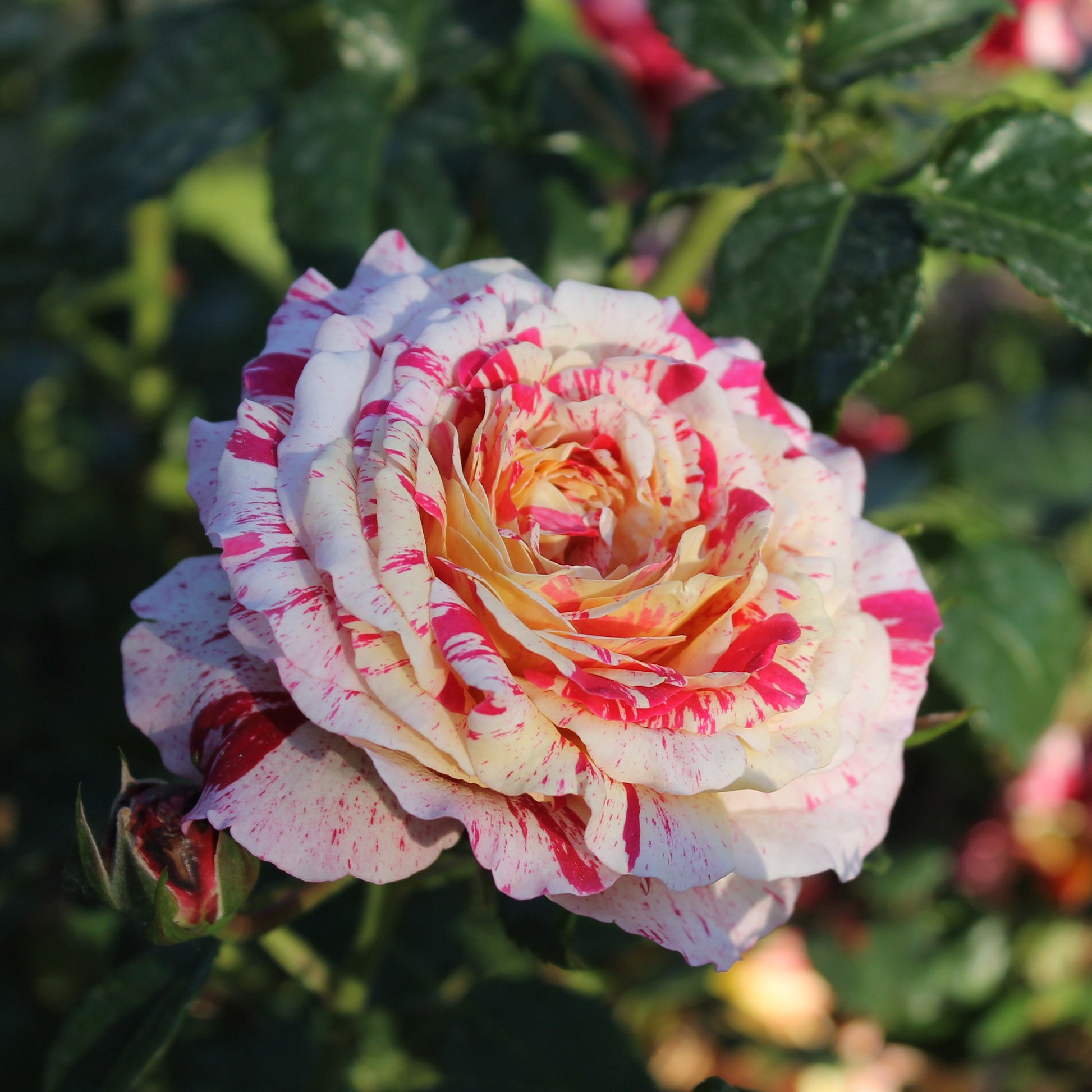 Rosen - Beetrose 'Abracadabra'® - Rosa Abracadabra® Koramsaro