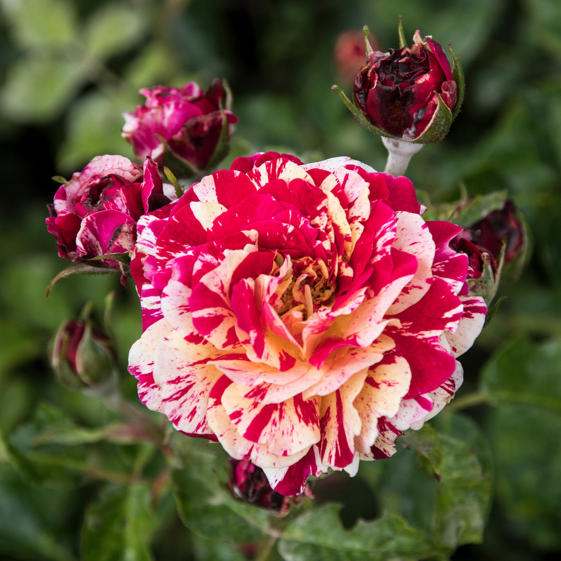 Beetrose 'Abracadabra'® - Rosa Abracadabra® Koramsaro - Bakker