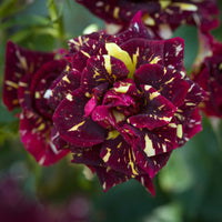 Verkauf Beetrose 'Abracadabra'® - Rosa Abracadabra® Koramsaro
