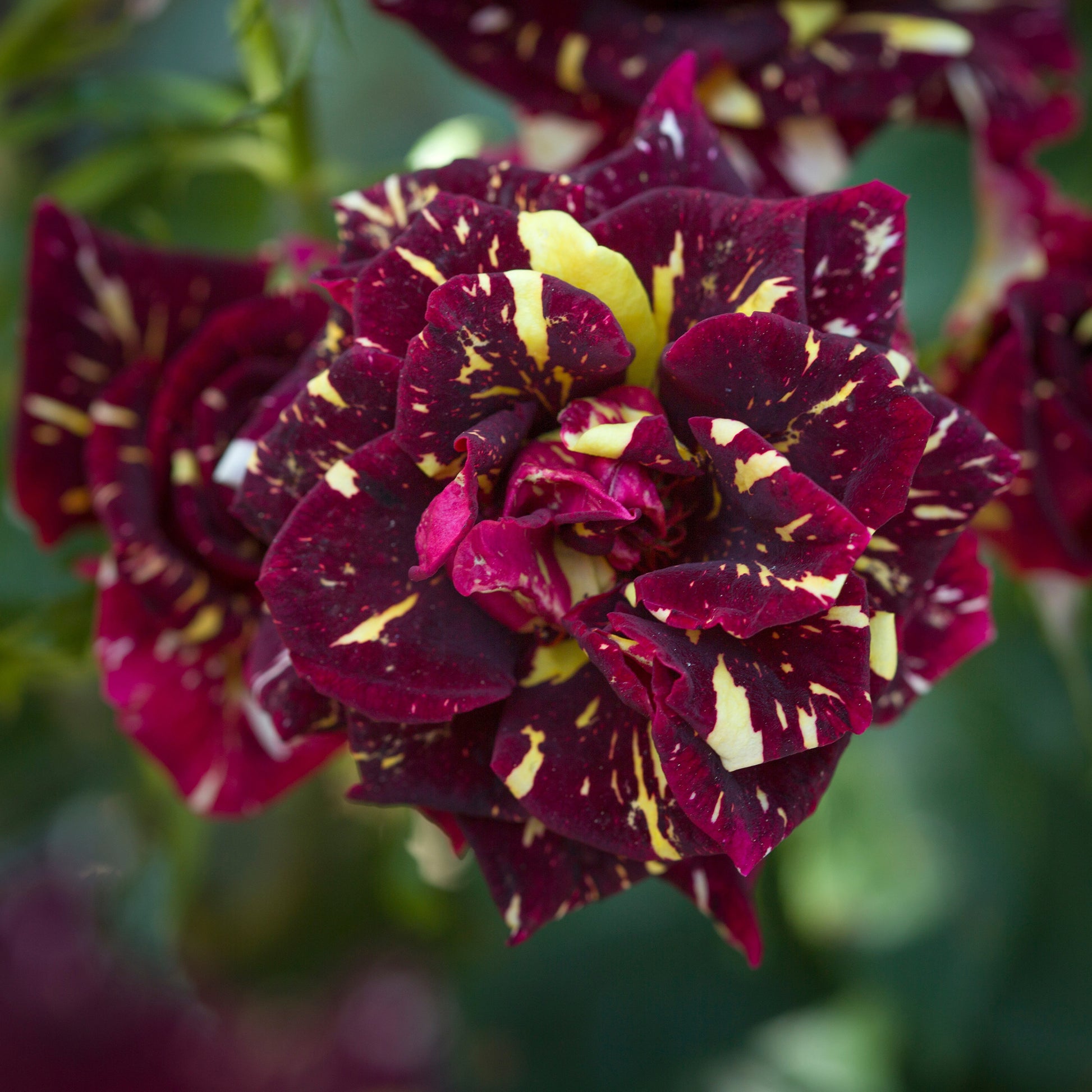 Verkauf Beetrose 'Abracadabra'® - Rosa Abracadabra® Koramsaro