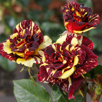 Rosa Abracadabra® Koramsaro - Beetrose 'Abracadabra'® - Rosen