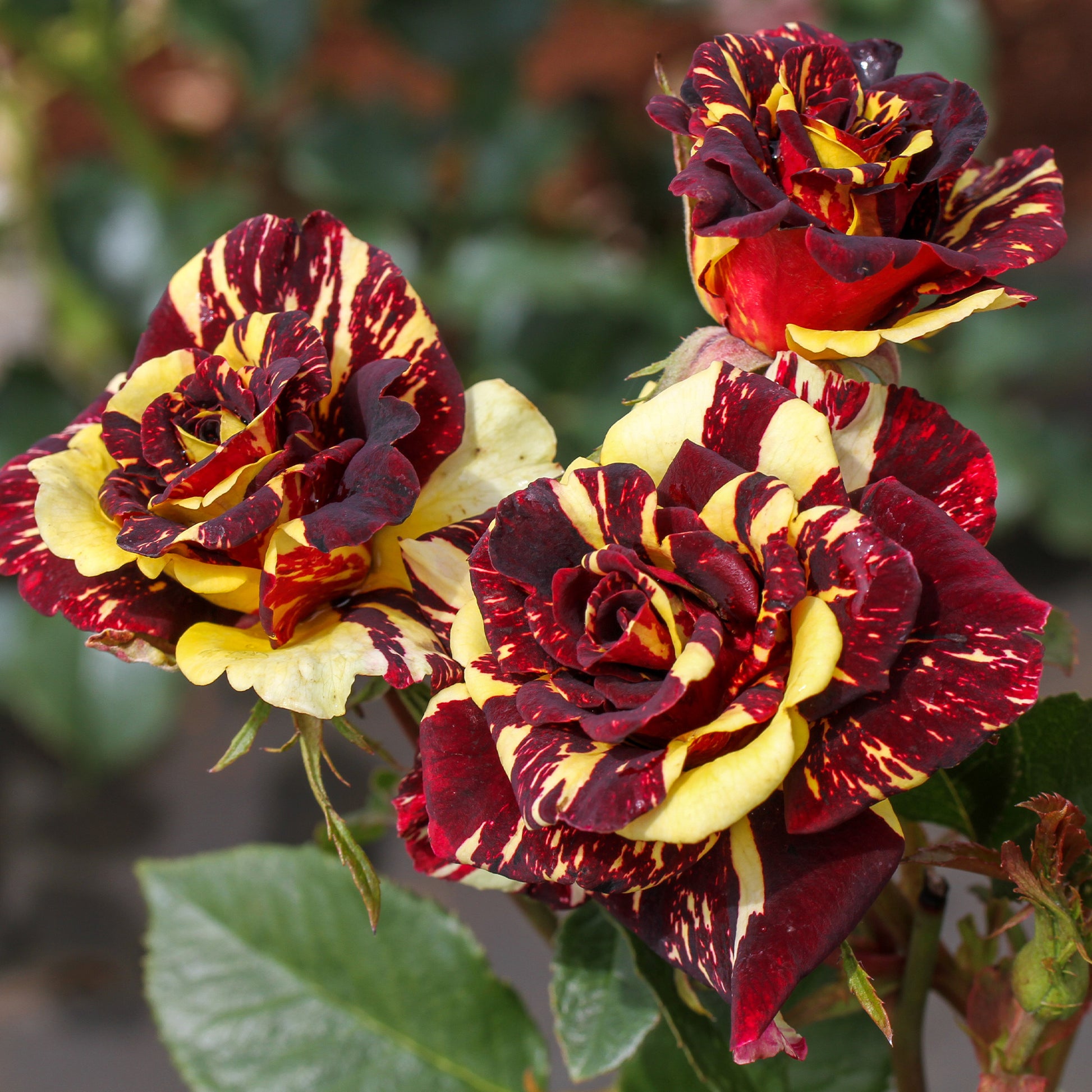 Rosa Abracadabra® Koramsaro - Beetrose 'Abracadabra'® - Rosen