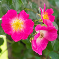 Rosa wichuraiana American Pillar - Ramblerrose American Pillar - Kletterrosen