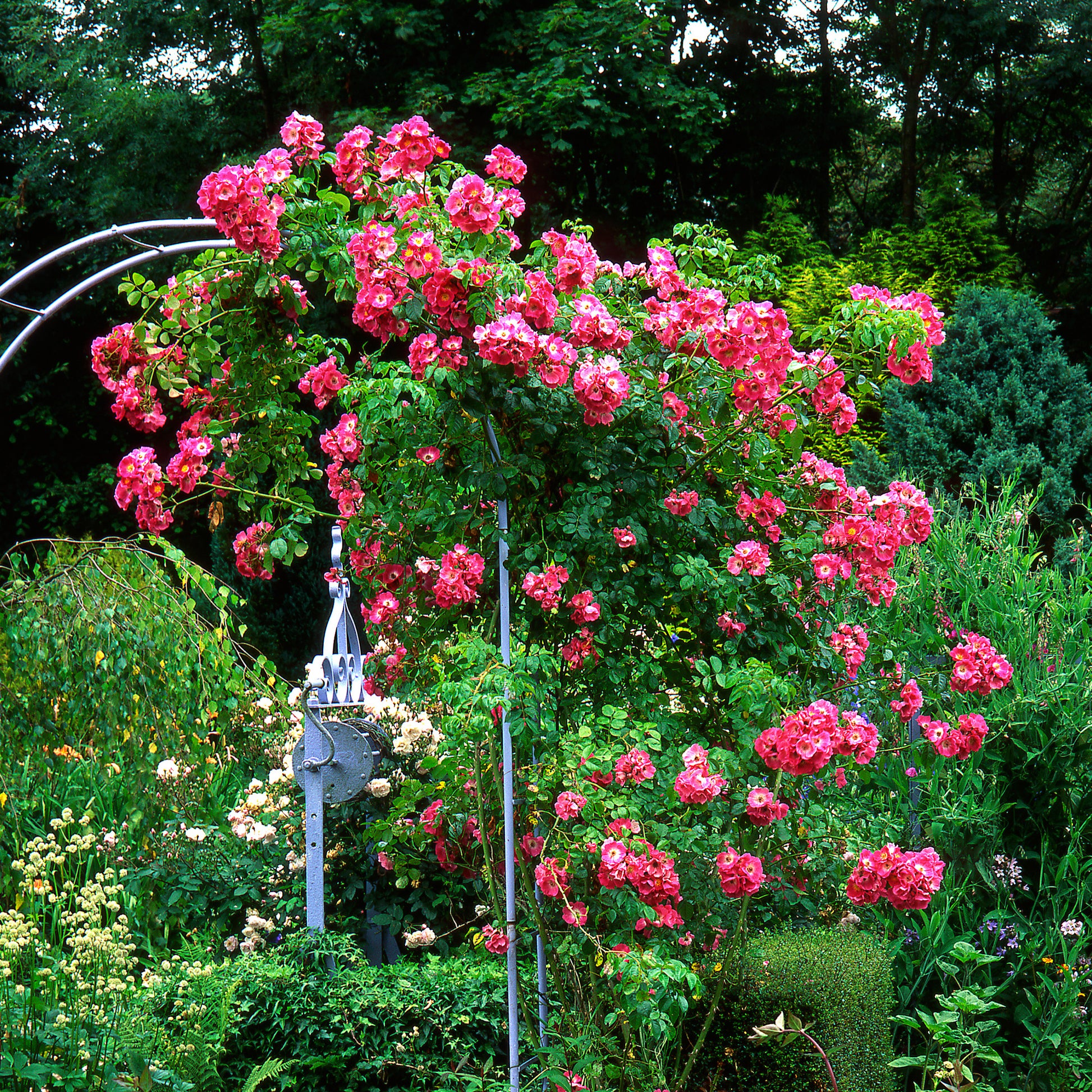 Ramblerrose American Pillar - Rosa wichuraiana American Pillar - Bakker