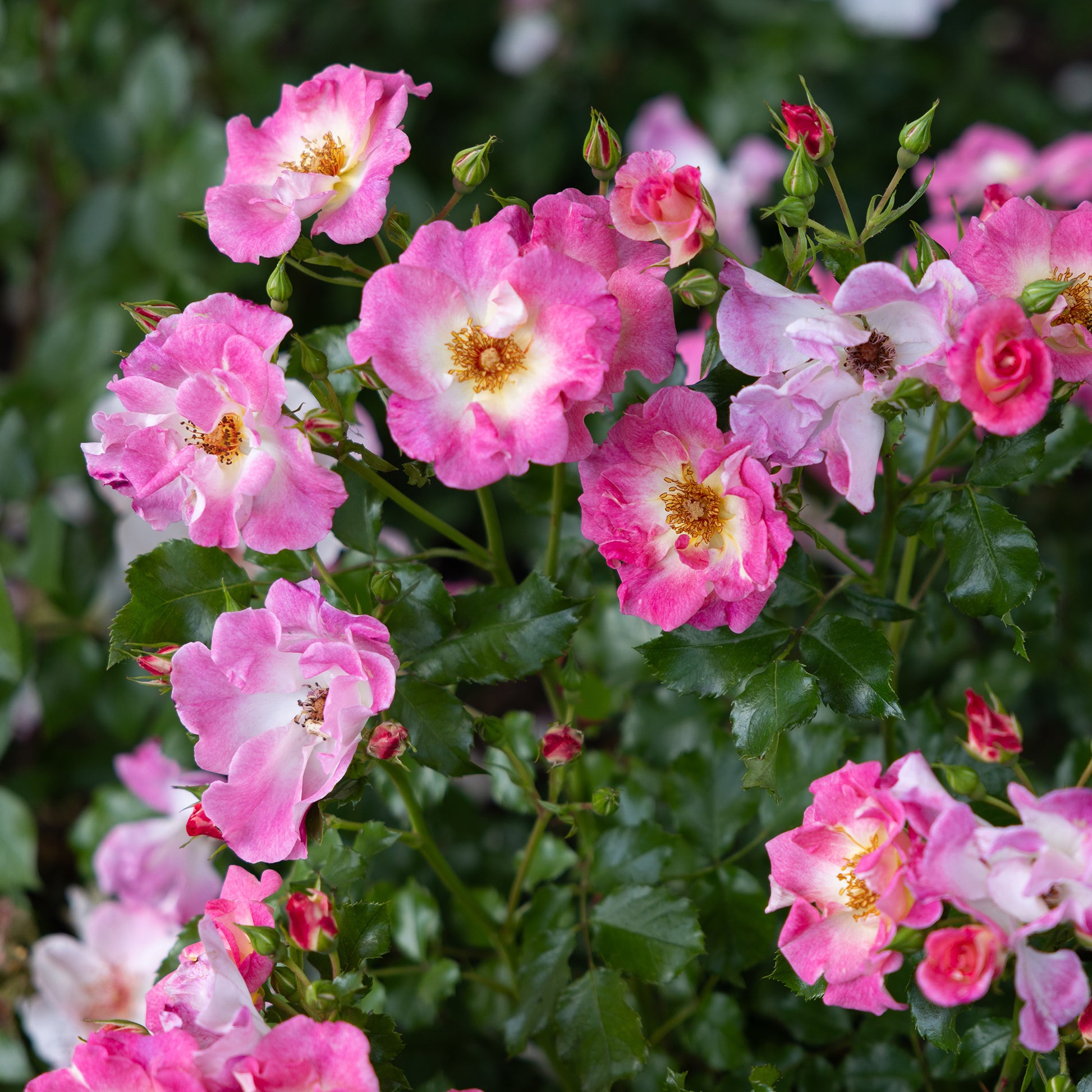 Kletterrosen - Ramblerrose American Pillar - Rosa wichuraiana American Pillar