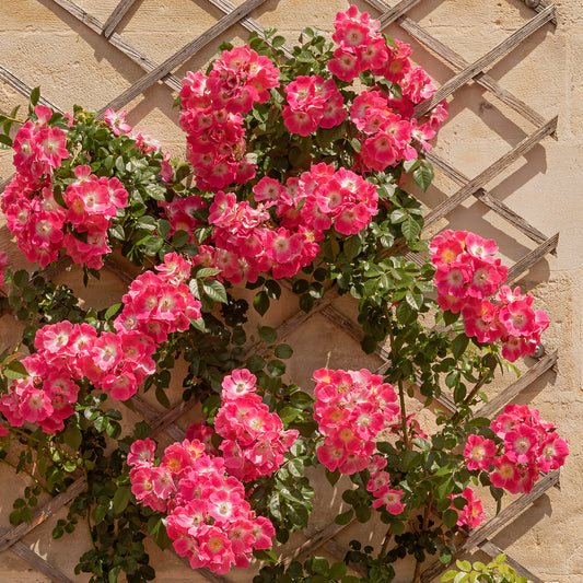 Ramblerrose American Pillar - Bakker