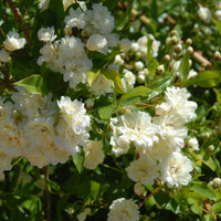 Rosa banksiae Alba Plena - Banks-Rose ‘Alba Plena’ - Kletterrosen