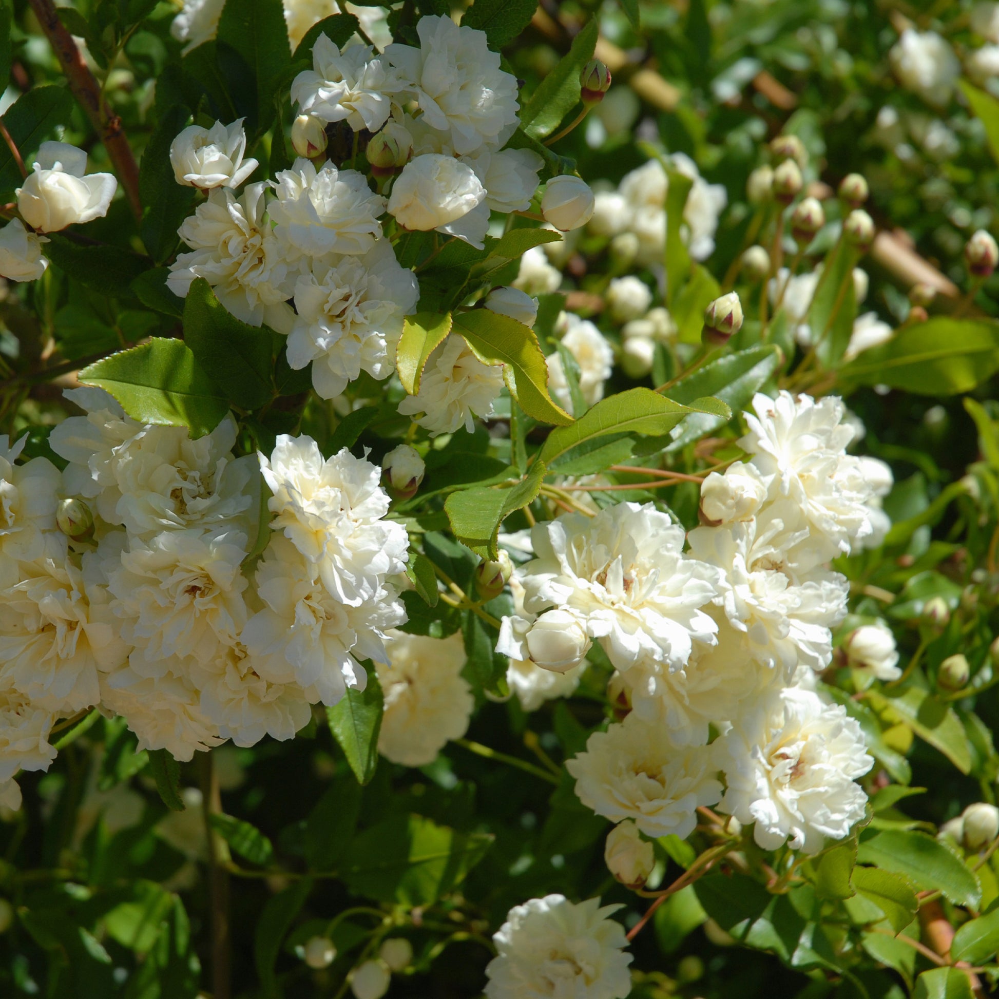 Rosa banksiae Alba Plena - Banks-Rose ‘Alba Plena’ - Kletterrosen