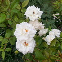 Banks-Rose ‘Alba Plena’ - Rosa banksiae Alba Plena - Bakker