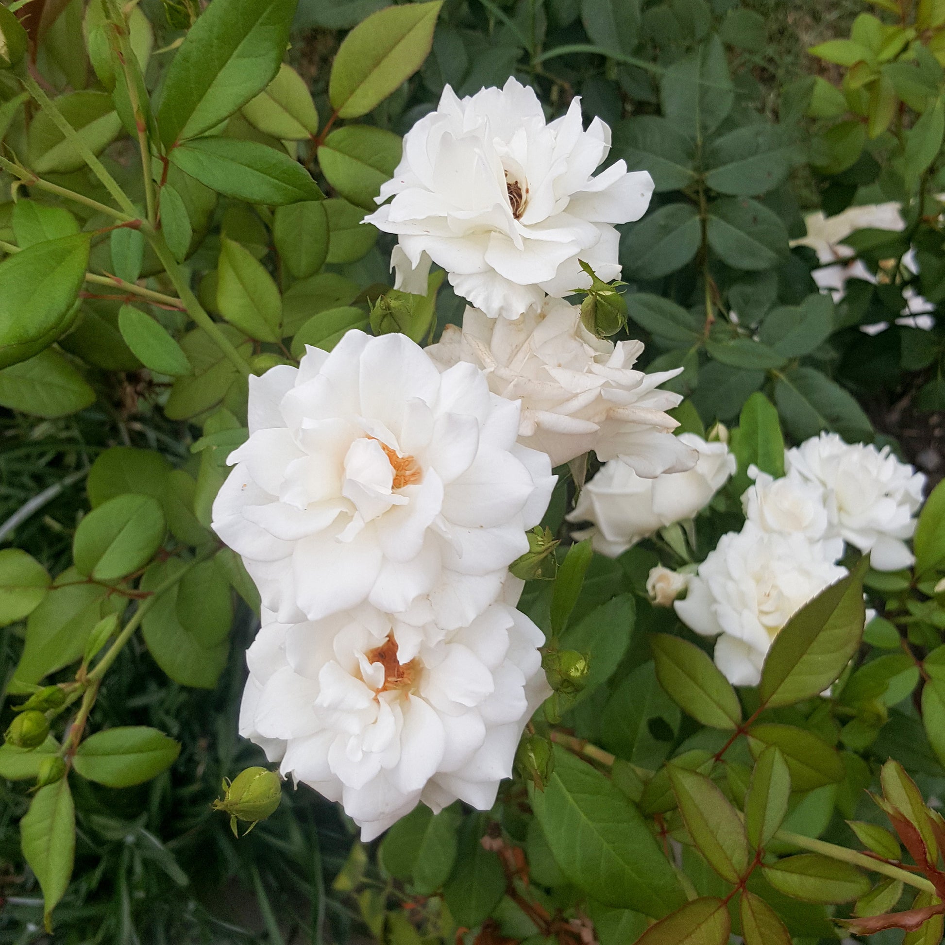 Banks-Rose ‘Alba Plena’ - Rosa banksiae Alba Plena - Bakker