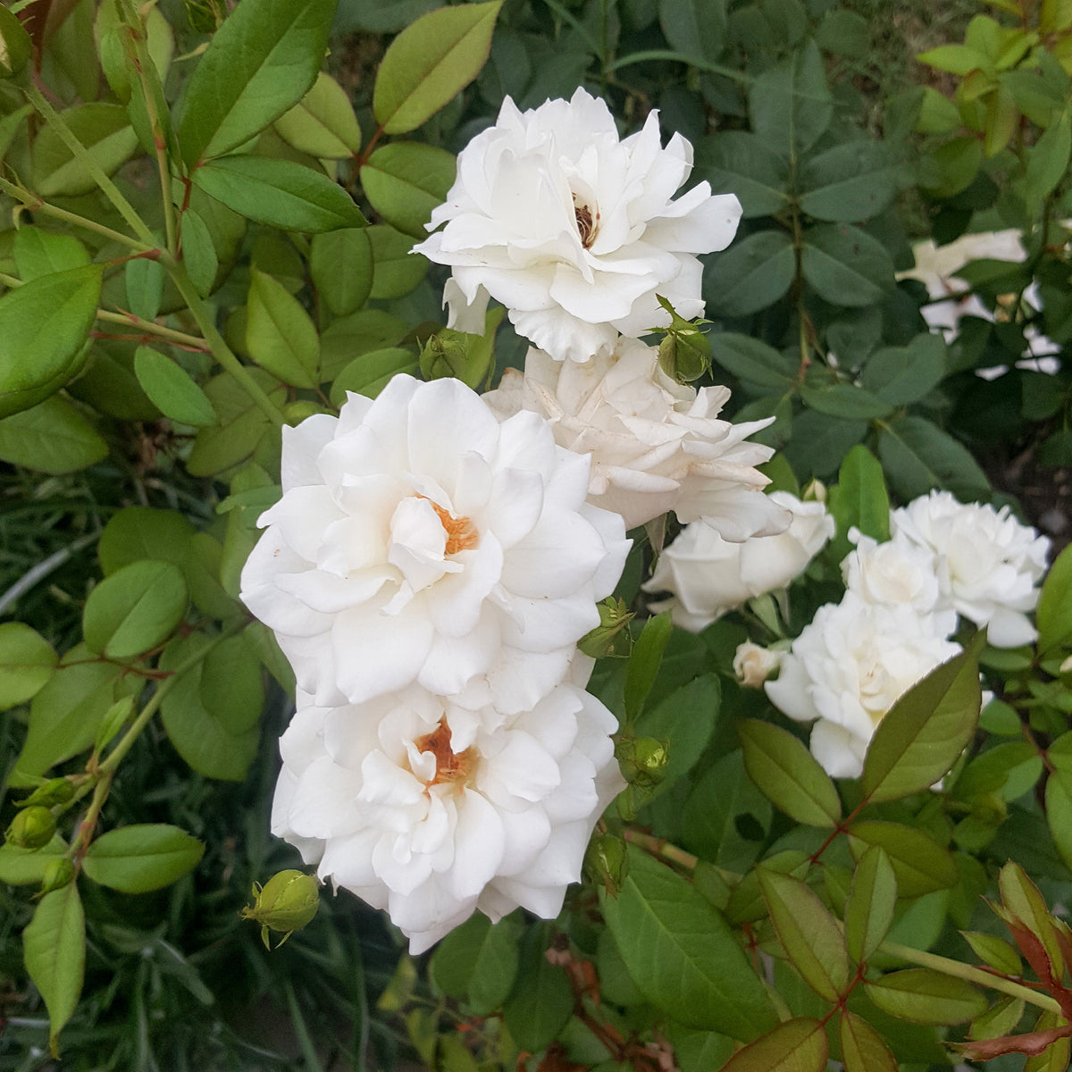 Banks-Rose ‘Alba Plena’ - Rosa banksiae Alba Plena - Bakker