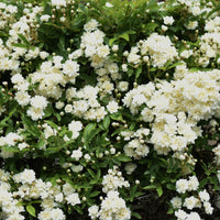 Kletterrosen - Banks-Rose ‘Alba Plena’ - Rosa banksiae Alba Plena