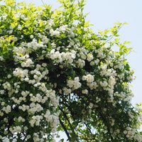 Banks-Rose ‘Alba Plena’ - Bakker