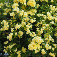 Rosa banksiae Lutea - Banks-Rose gelb - Kletterrosen