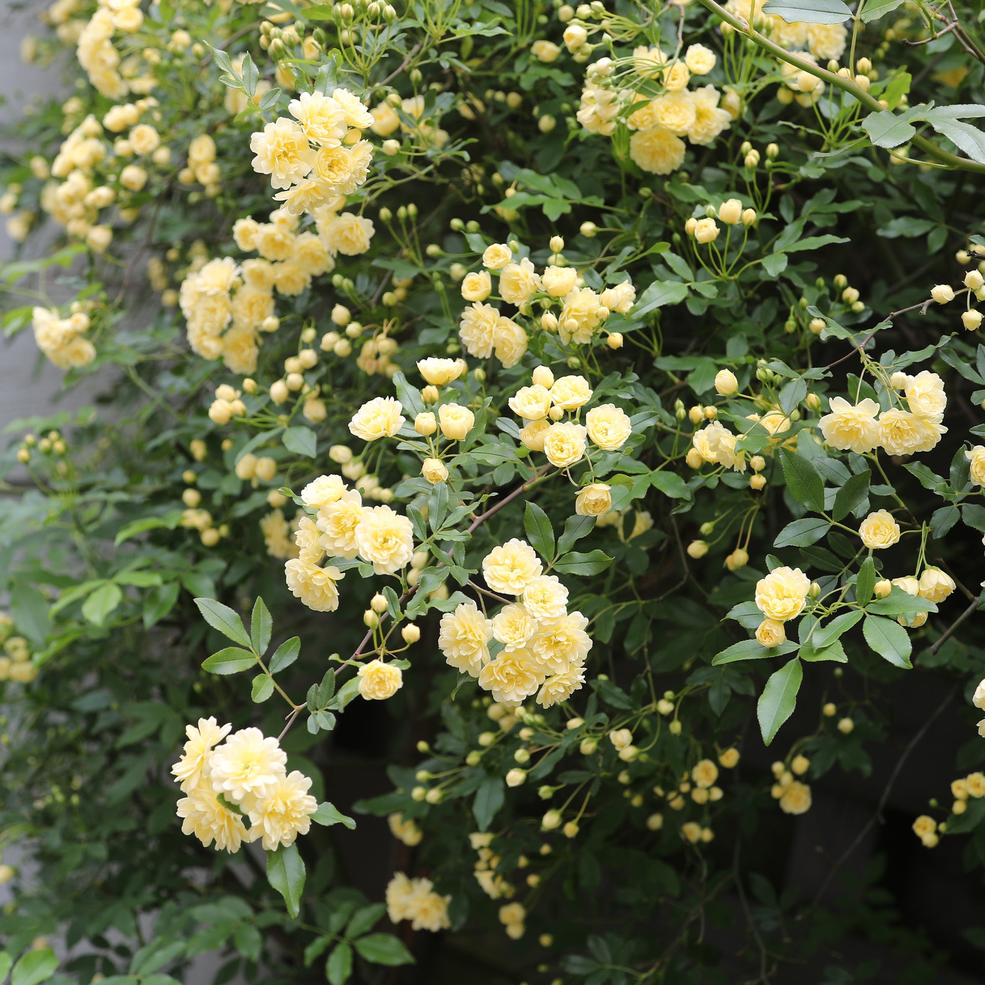 Kletterrosen - Banks-Rose gelb - Rosa banksiae Lutea