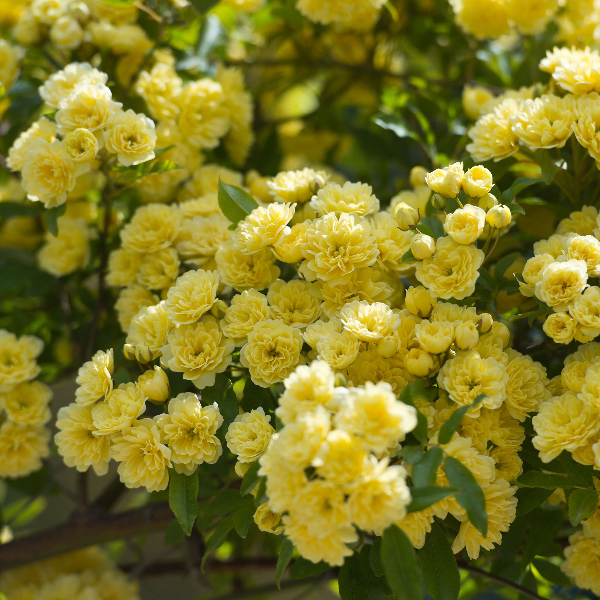 Banks-Rose gelb - Rosa banksiae Lutea - Bakker