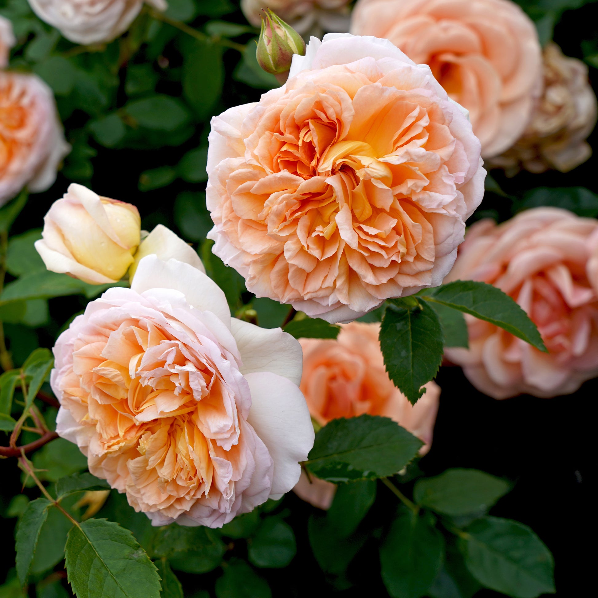 Rosa Bathsheba® Auschimbley - Englische Kletterrose ‘Bathsheba’® - Kletterrosen