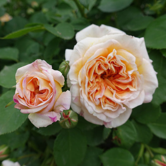 Englische Kletterrose ‘Bathsheba’® - Bakker