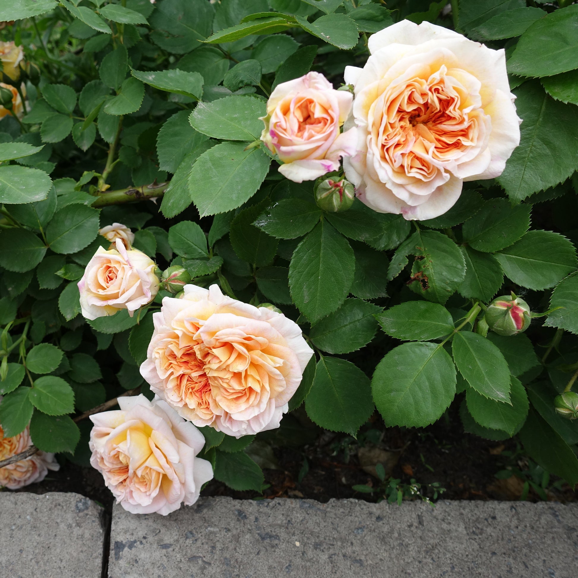 Englische Kletterrose ‘Bathsheba’® - Rosa Bathsheba® Auschimbley - Bakker