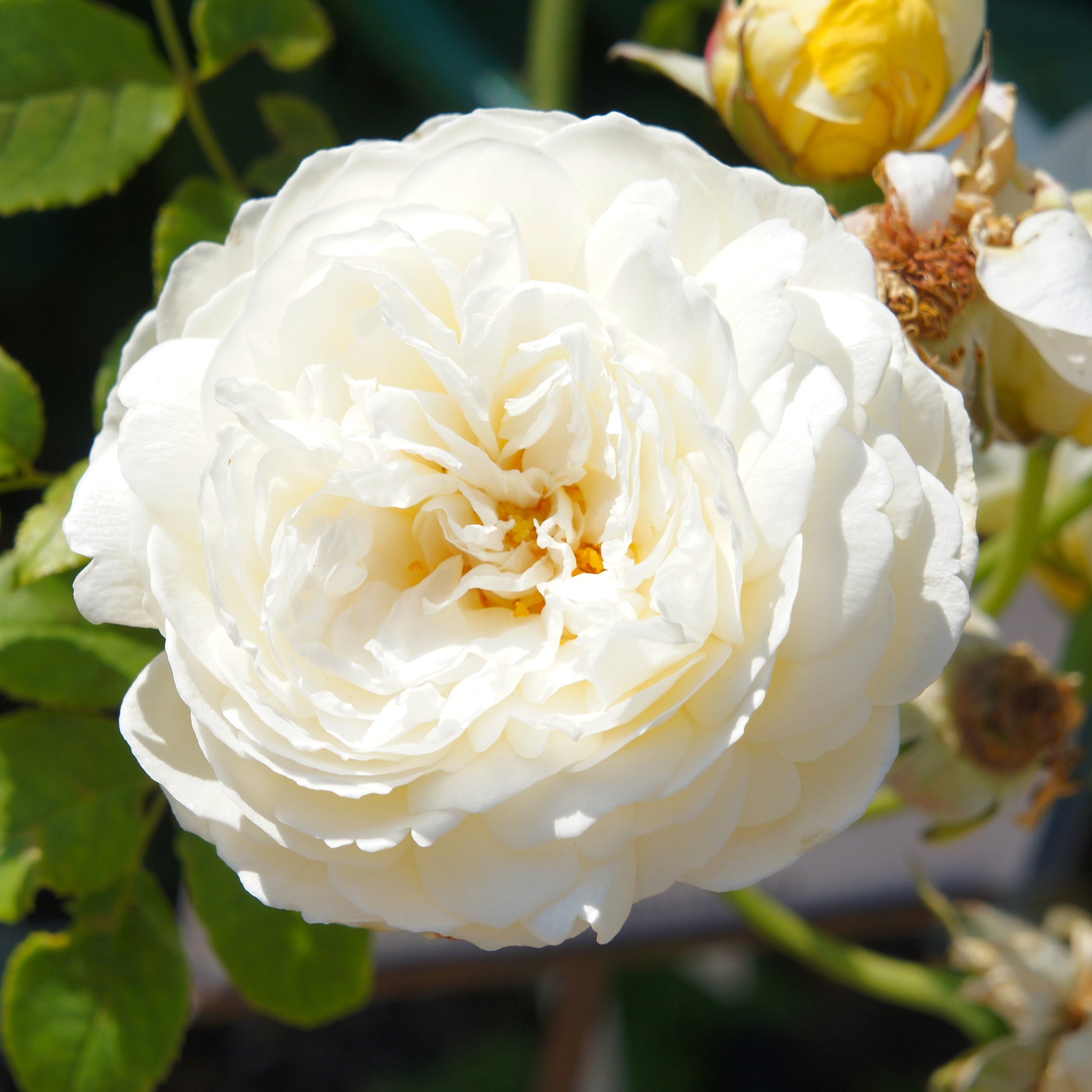 Englische Rose ‘Claire Austin’® - Bakker