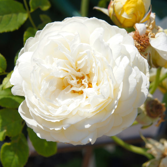 Englische Rose ‘Claire Austin’® - Bakker