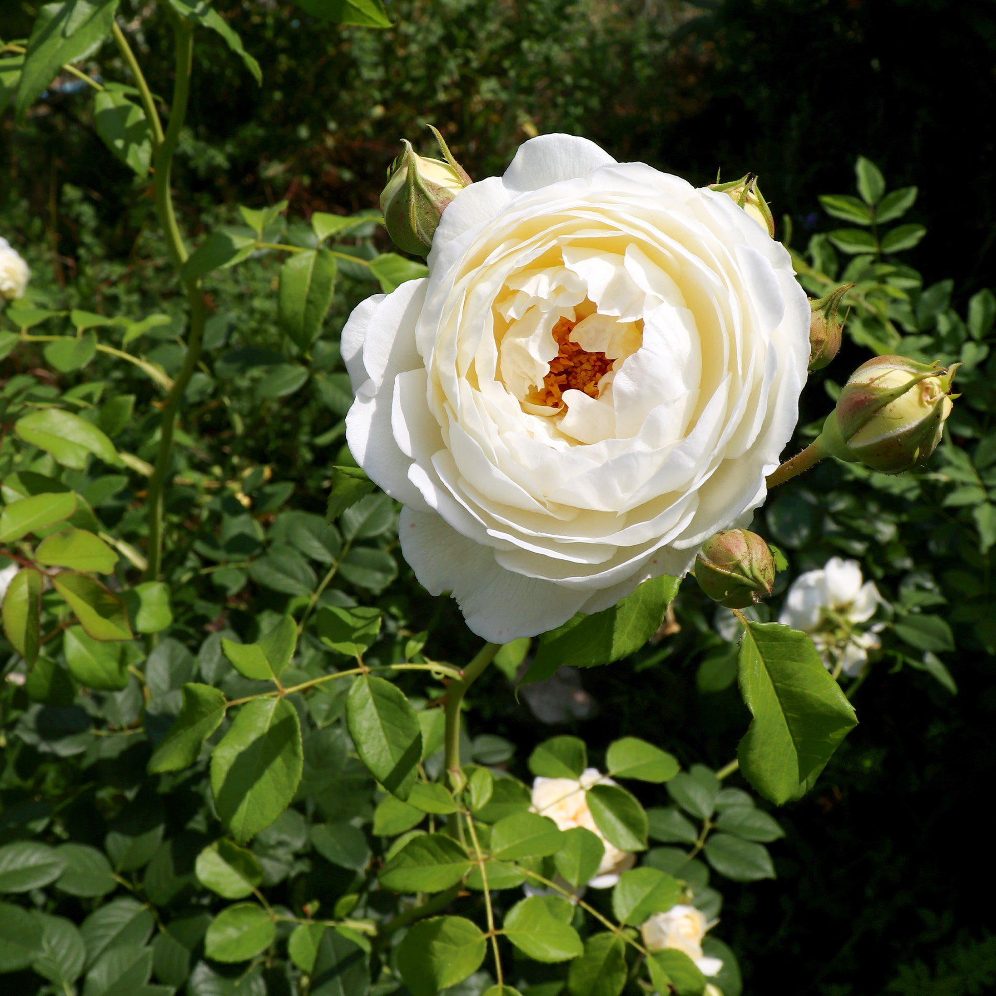 Englische Rose ‘Claire Austin’® - Rosa Claire Austin® Ausprior - Bakker
