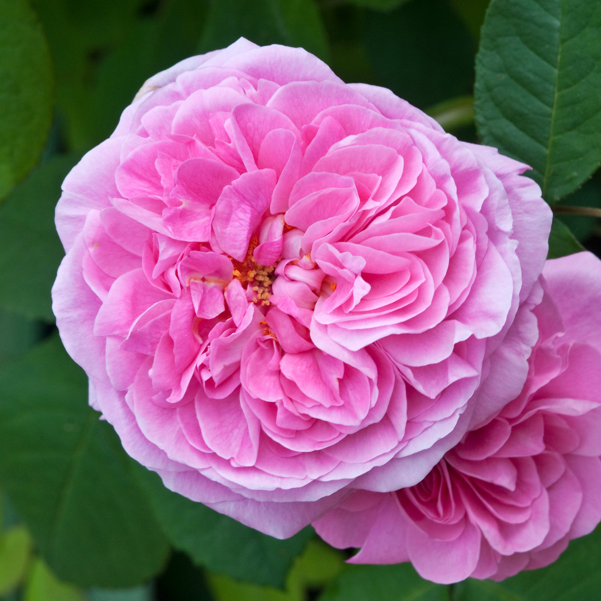 Rosa Gertrude Jekyll® Ausbord - Englische Kletterrose 'Gertrude Jekyll'® - Kletterrosen