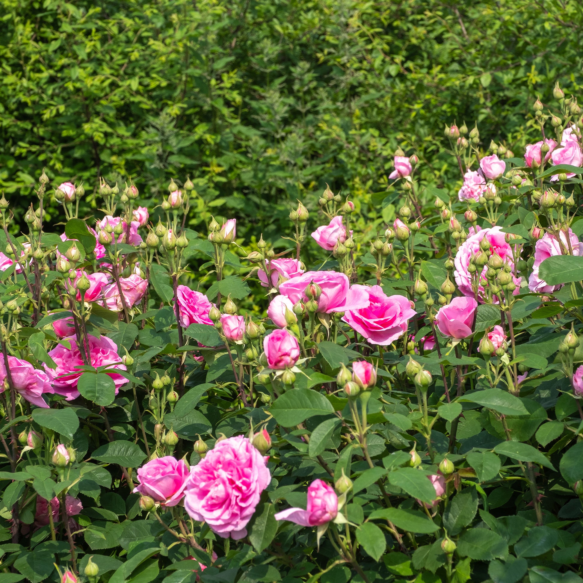 Englische Kletterrose 'Gertrude Jekyll'® - Bakker
