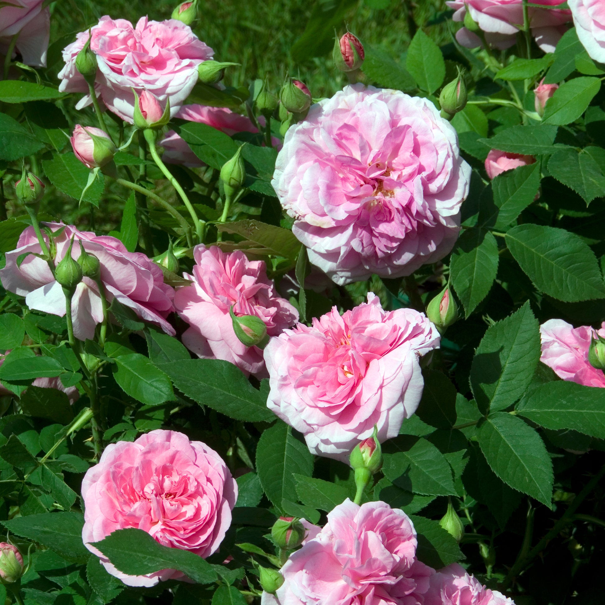 Englische Kletterrose 'Gertrude Jekyll'® - Rosa Gertrude Jekyll® Ausbord - Bakker