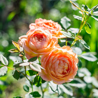 Rosa Lady of Shalott® Ausnyson - Englische Rose 'Lady of Shalott'® - Rosen