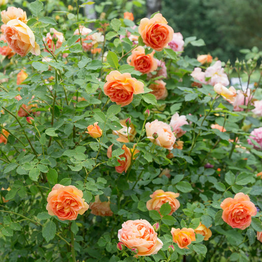 Englische Rose 'Lady of Shalott'® - Bakker