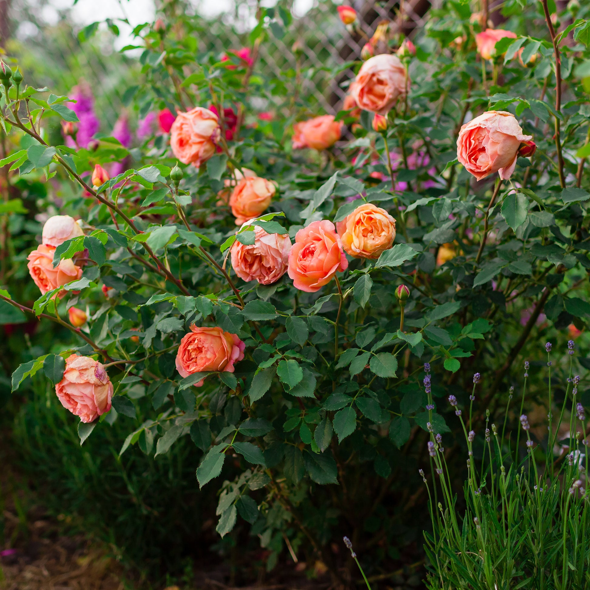 Verkauf Englische Rose 'Lady of Shalott'®