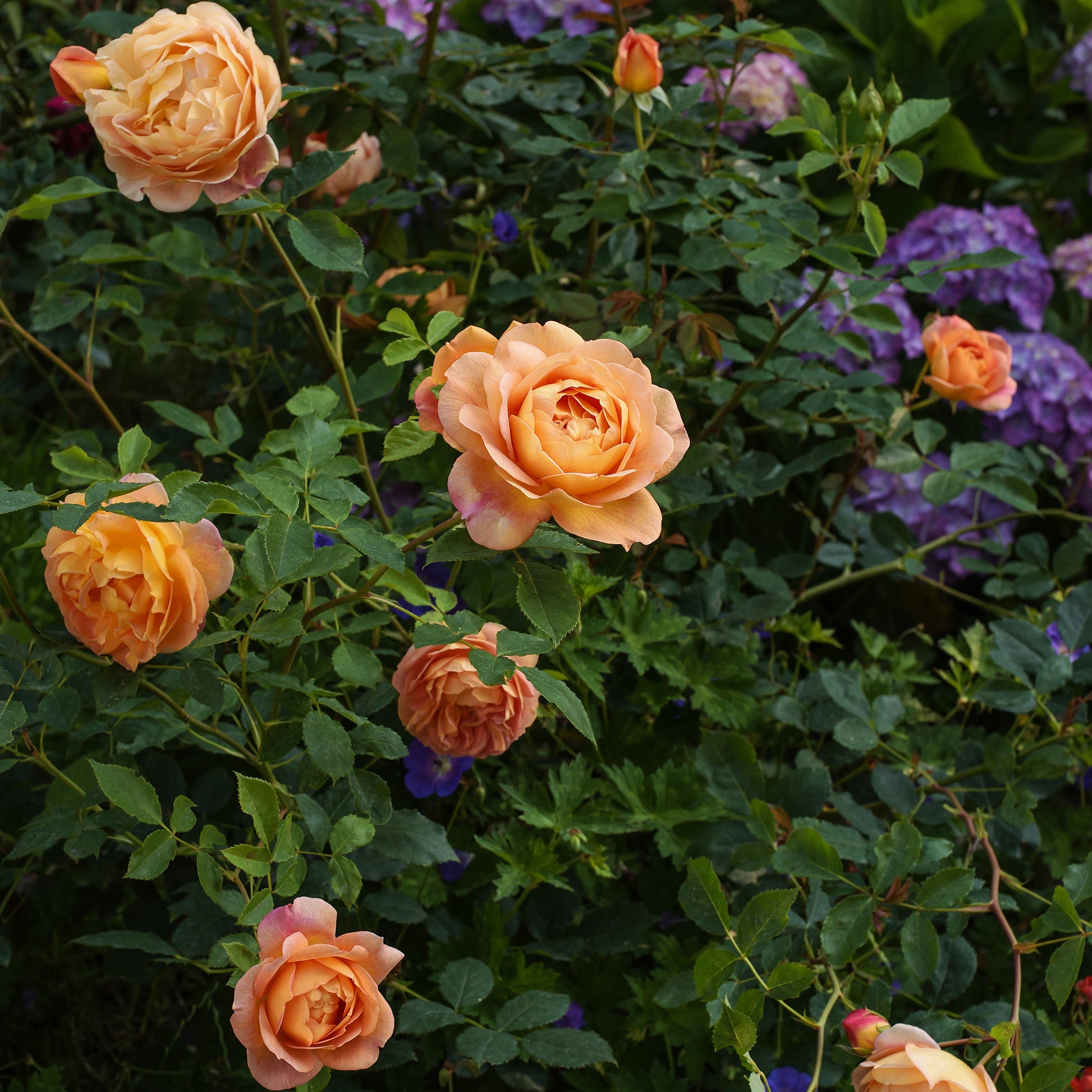 Englische Rose 'Lady of Shalott'® - Rosa Lady of Shalott® Ausnyson - Bakker