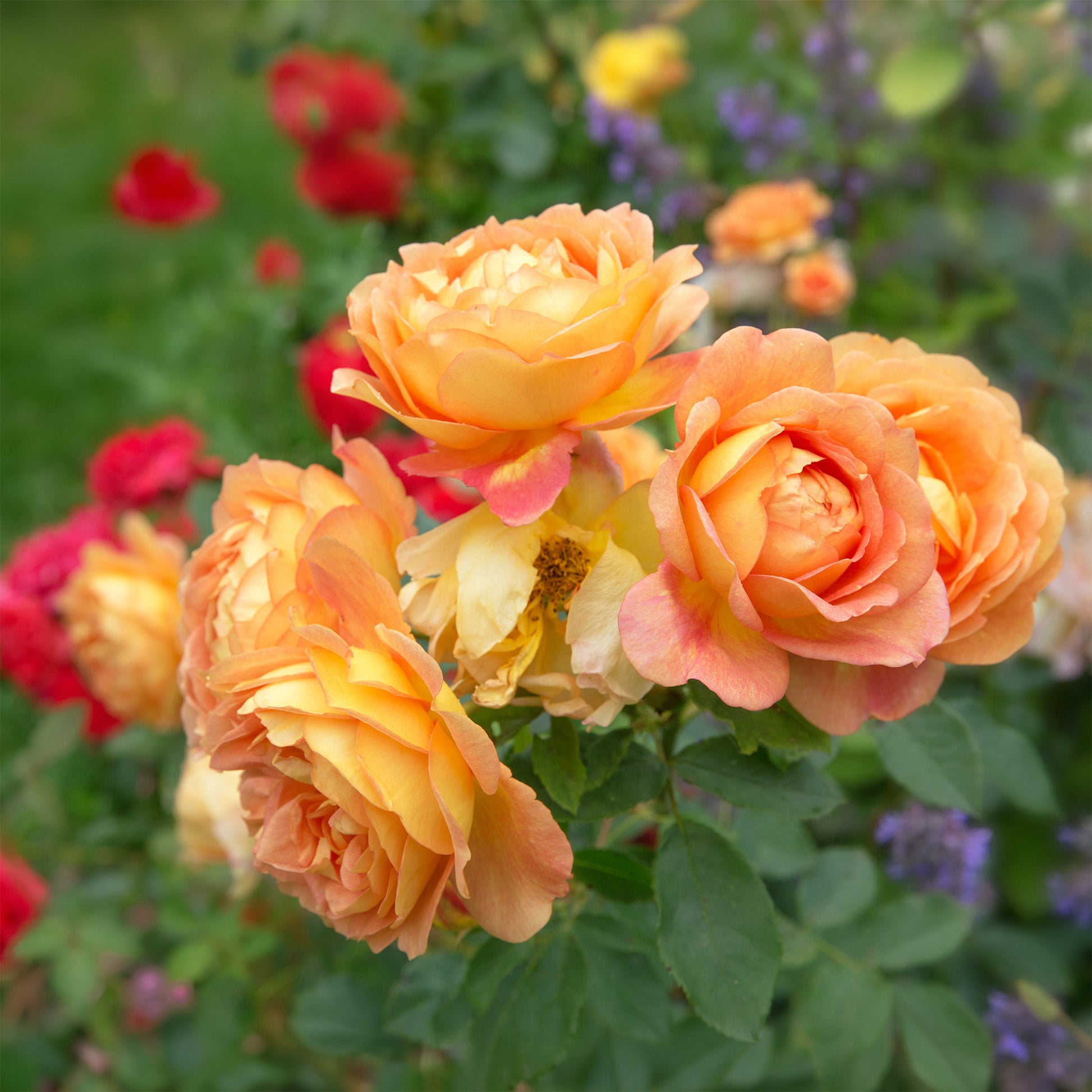 Verkauf Englische Rose 'Lady of Shalott'® - Rosa Lady of Shalott® Ausnyson