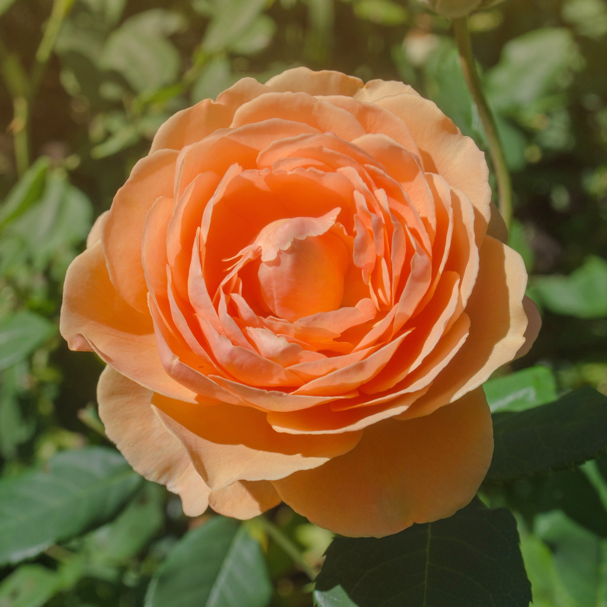 Rosen - Englische Rose 'Lady of Shalott'® - Rosa Lady of Shalott® Ausnyson