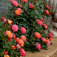 Zwergrose Little Sunset® - Rosa Little Sunset® - Bakker