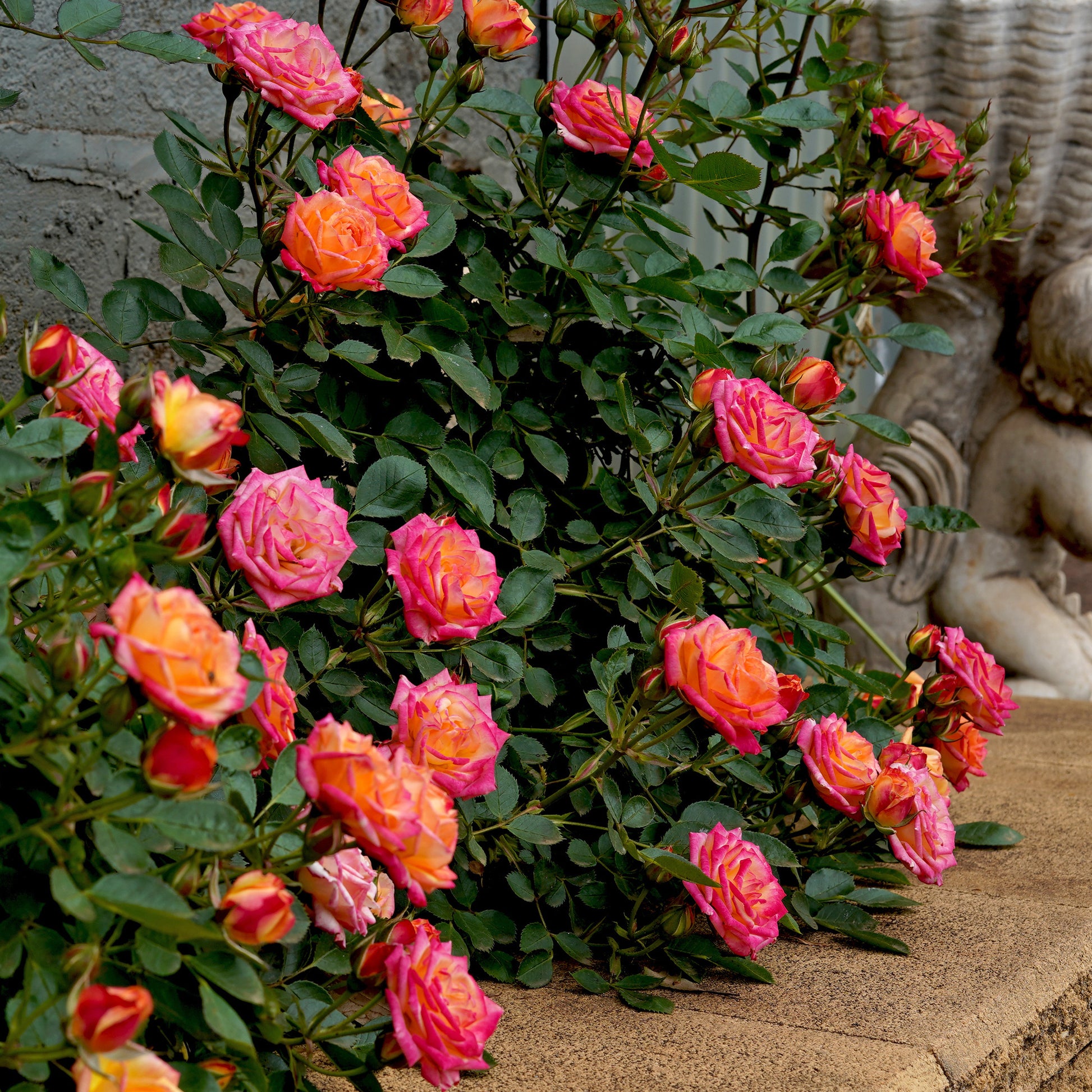 Zwergrose Little Sunset® - Rosa Little Sunset® - Bakker