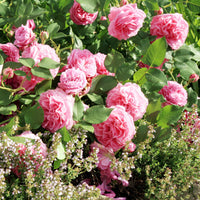 Rosa Louise Odier - Historische Rose ‘Louise Odier’ - Rosen