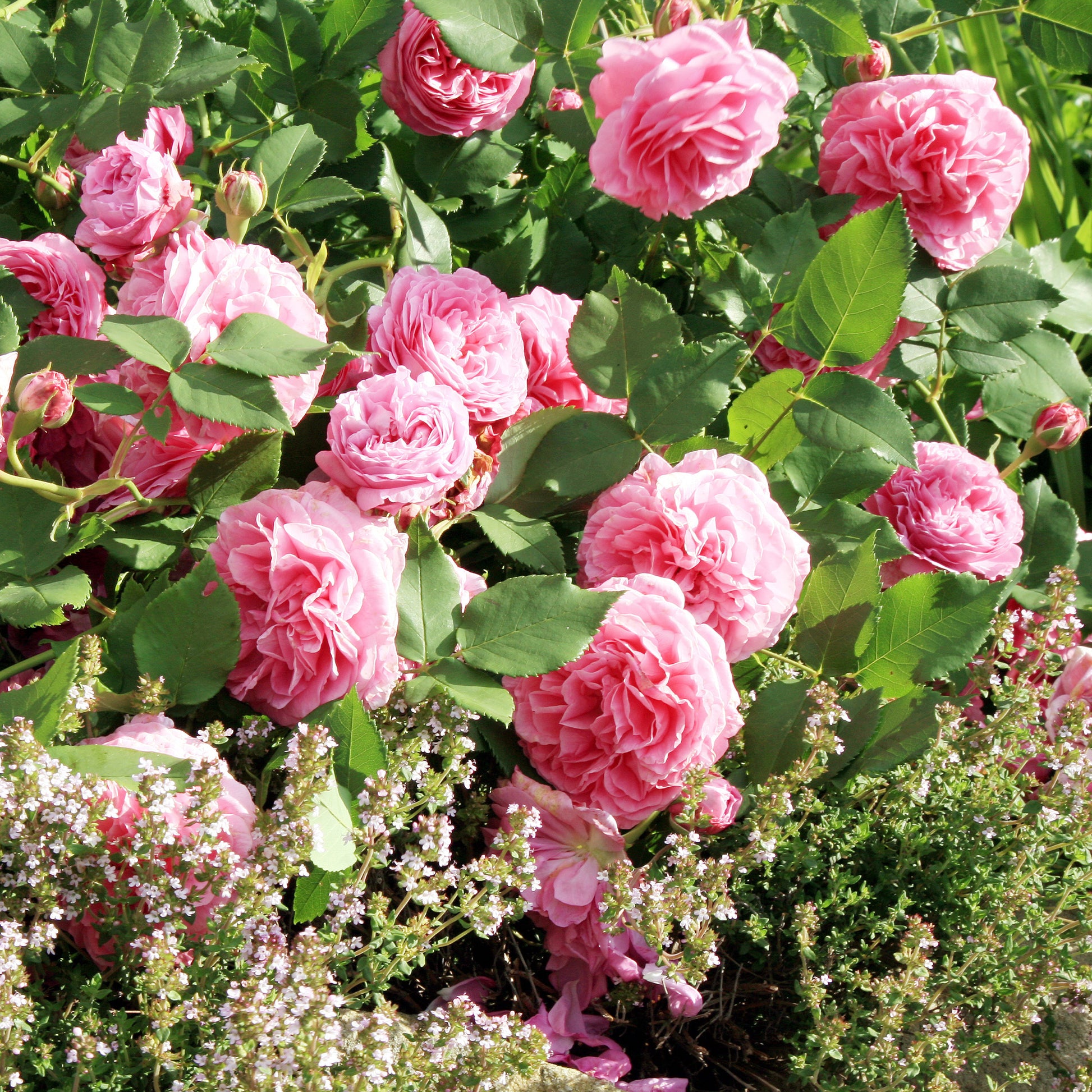 Rosa Louise Odier - Historische Rose ‘Louise Odier’ - Rosen