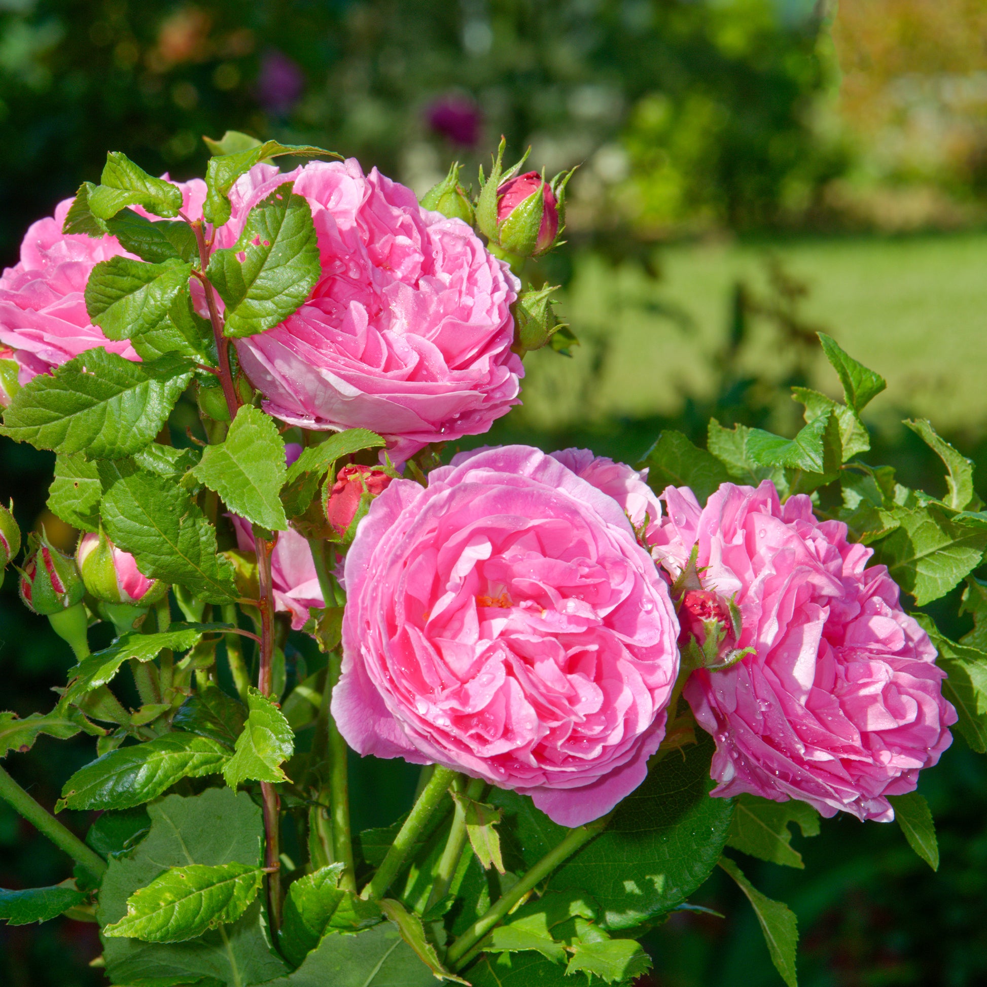 Historische Rose ‘Louise Odier’ - Rosa Louise Odier - Bakker