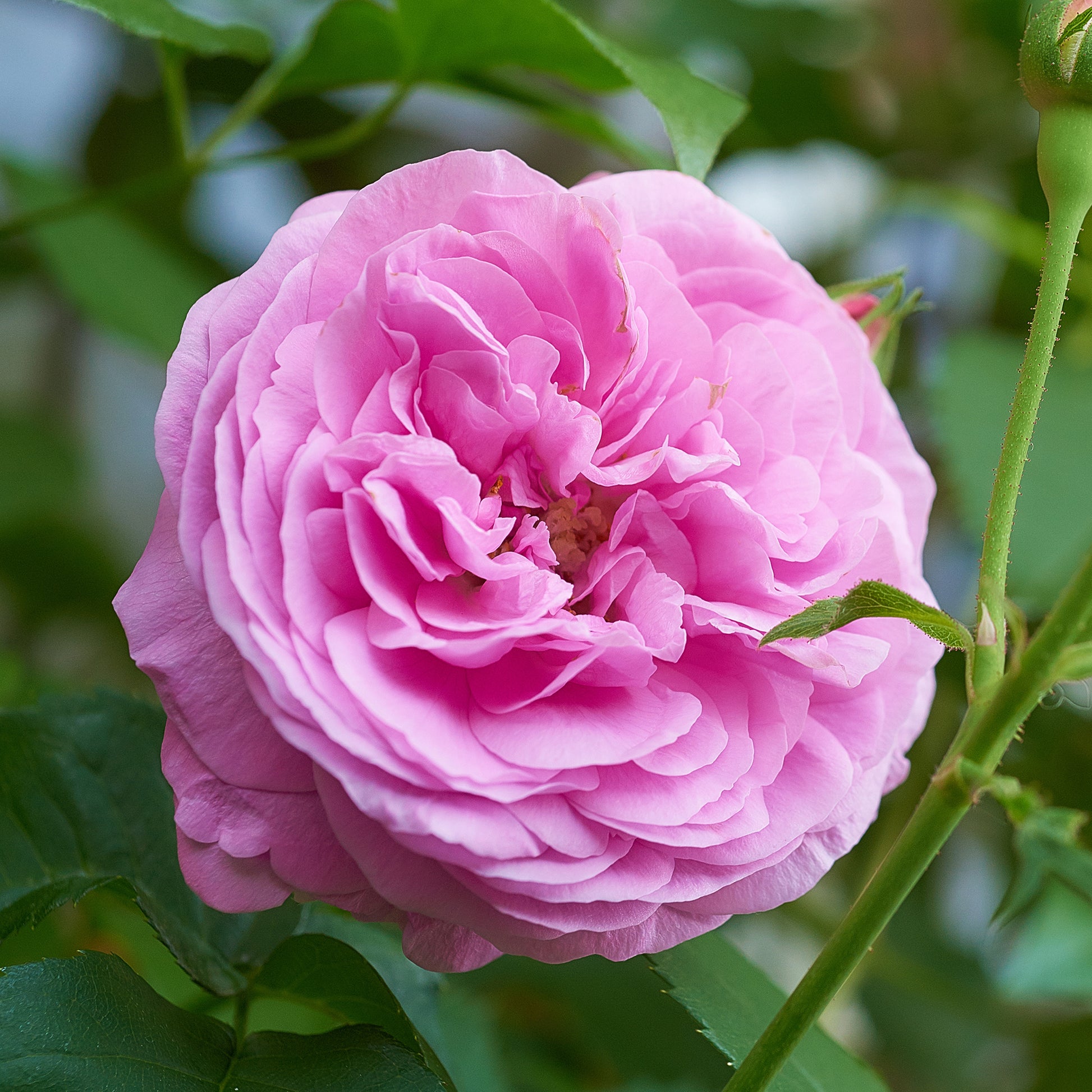 Historische Rose ‘Louise Odier’ - Bakker