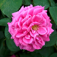 Rosa Madame Isaac Pereire - Bourbonrose 'Madame Isaac Pereire' - Rosen