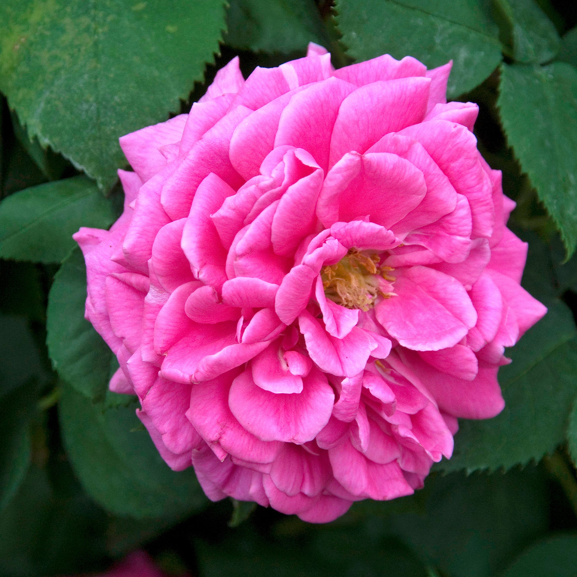 Rosa Madame Isaac Pereire - Bourbonrose 'Madame Isaac Pereire' - Rosen