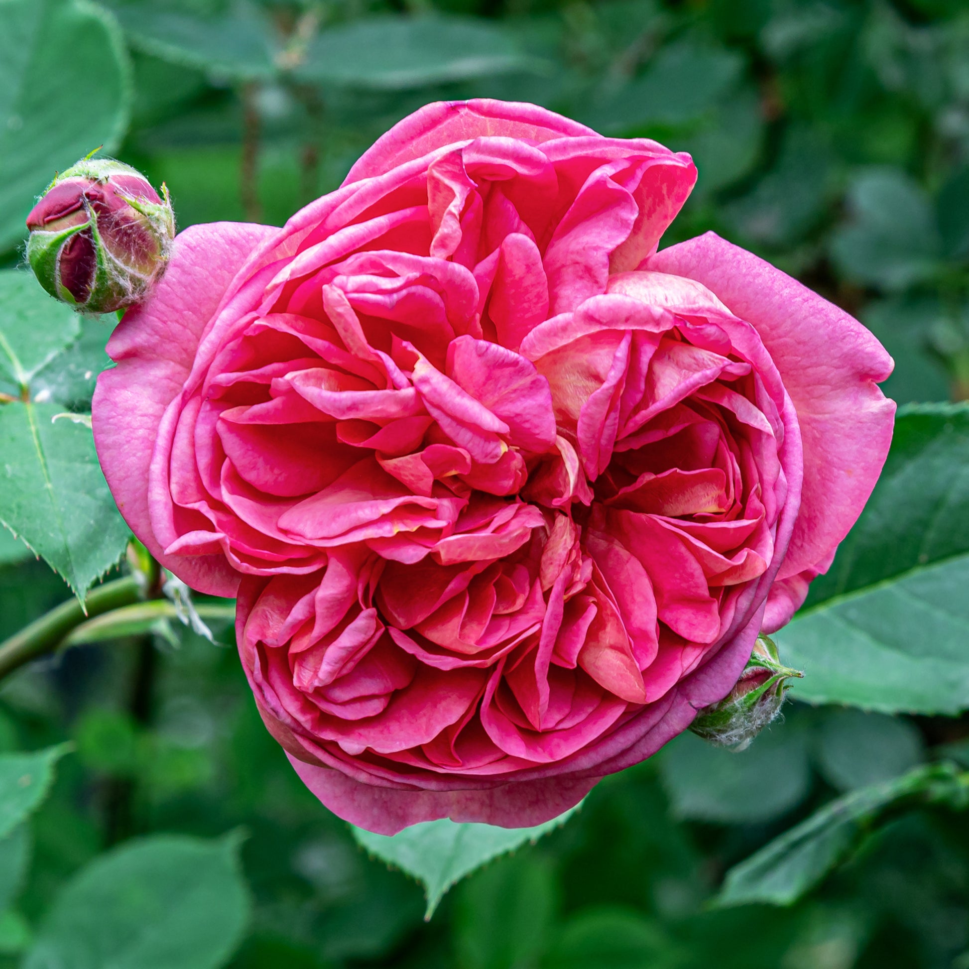 Bourbonrose 'Madame Isaac Pereire' - Rosa Madame Isaac Pereire - Bakker