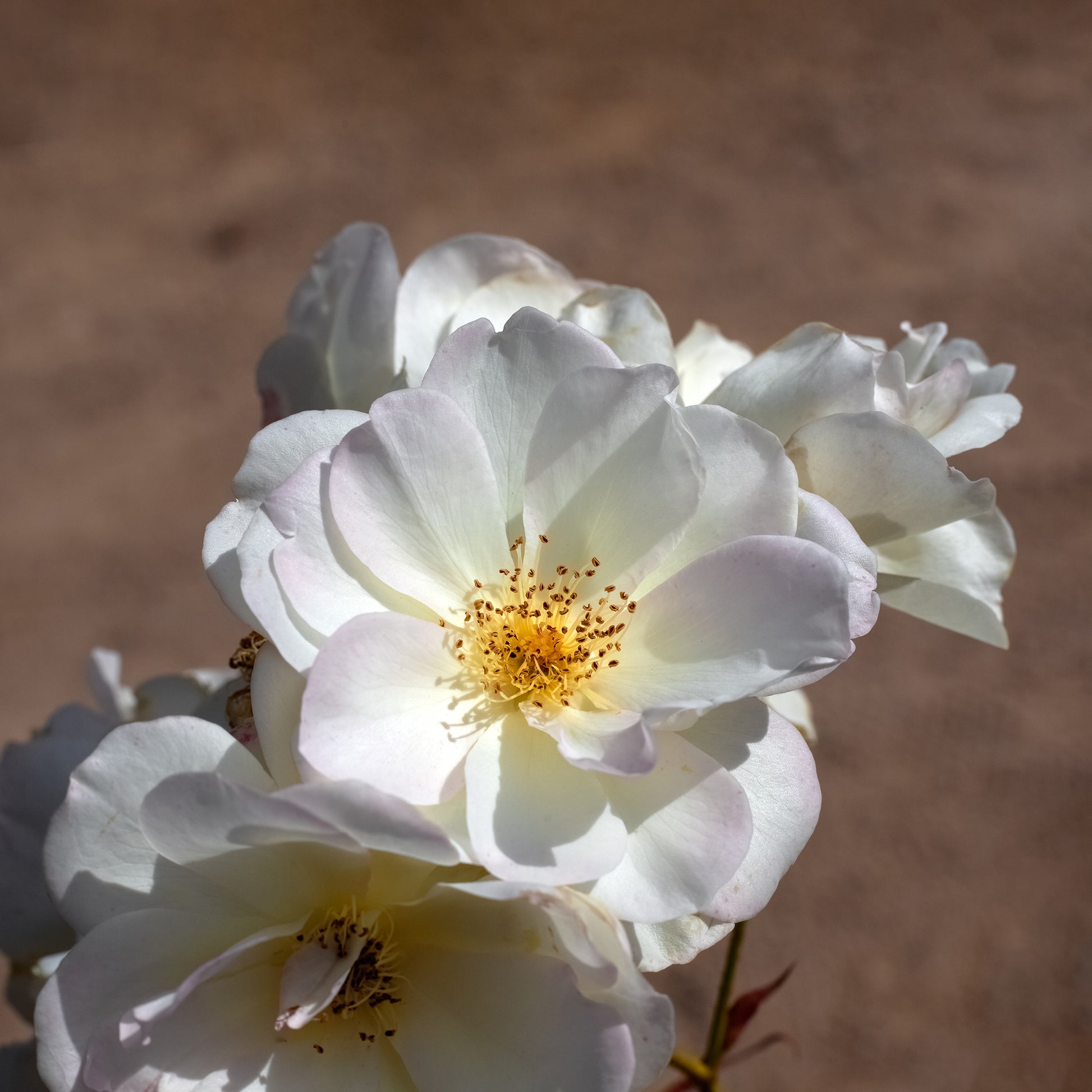 Strauchrose ‘Penelope’ - Rosa moschata Pénélope - Bakker