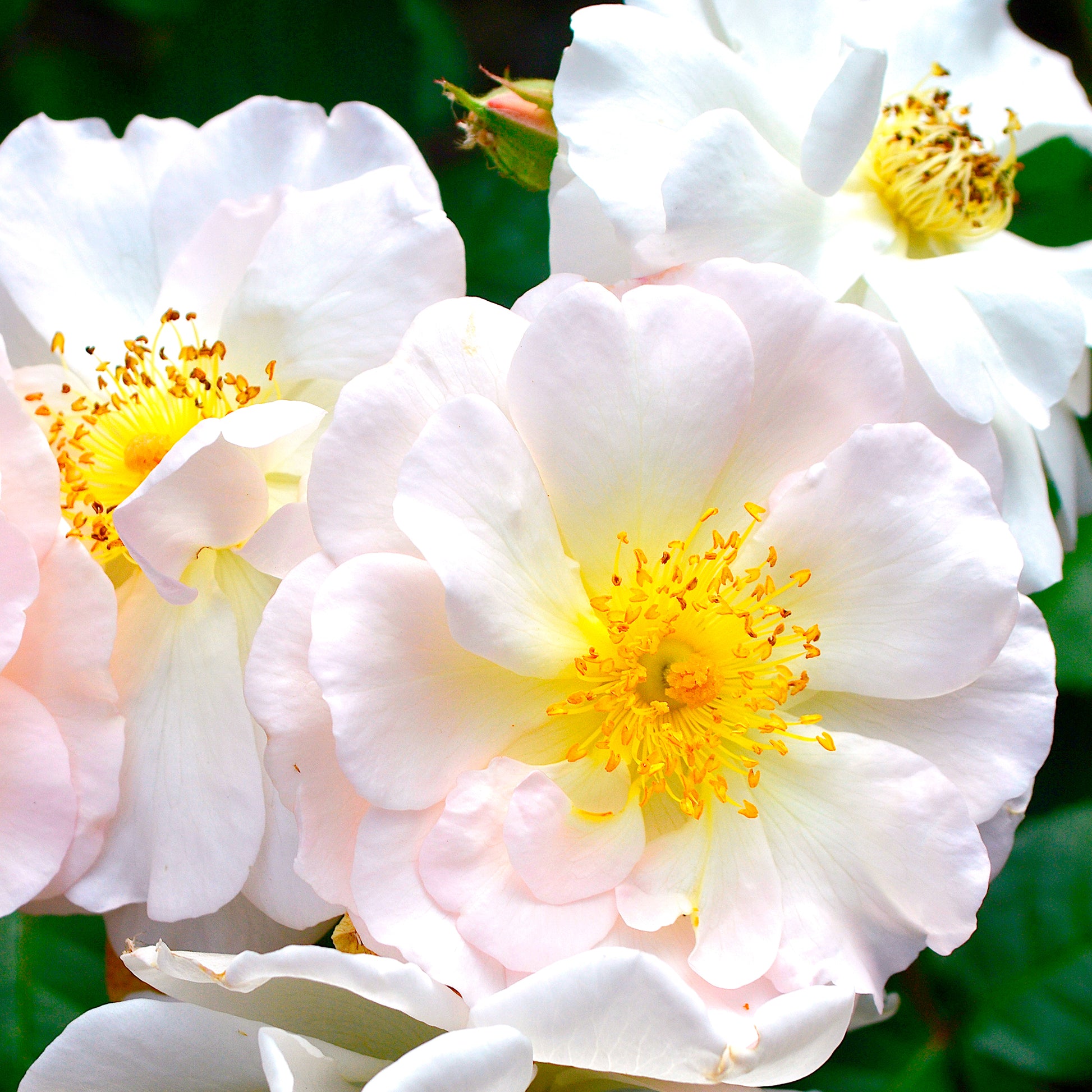 Strauchrose ‘Penelope’ - Bakker